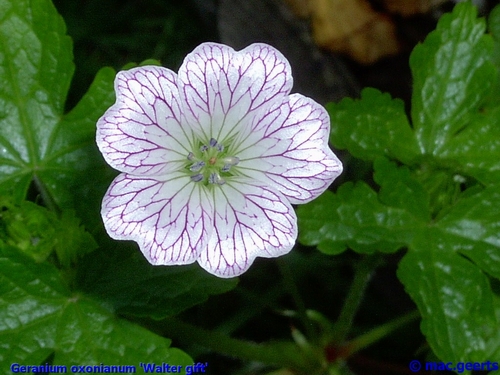 Geranium oxonianum 'Walter gift'